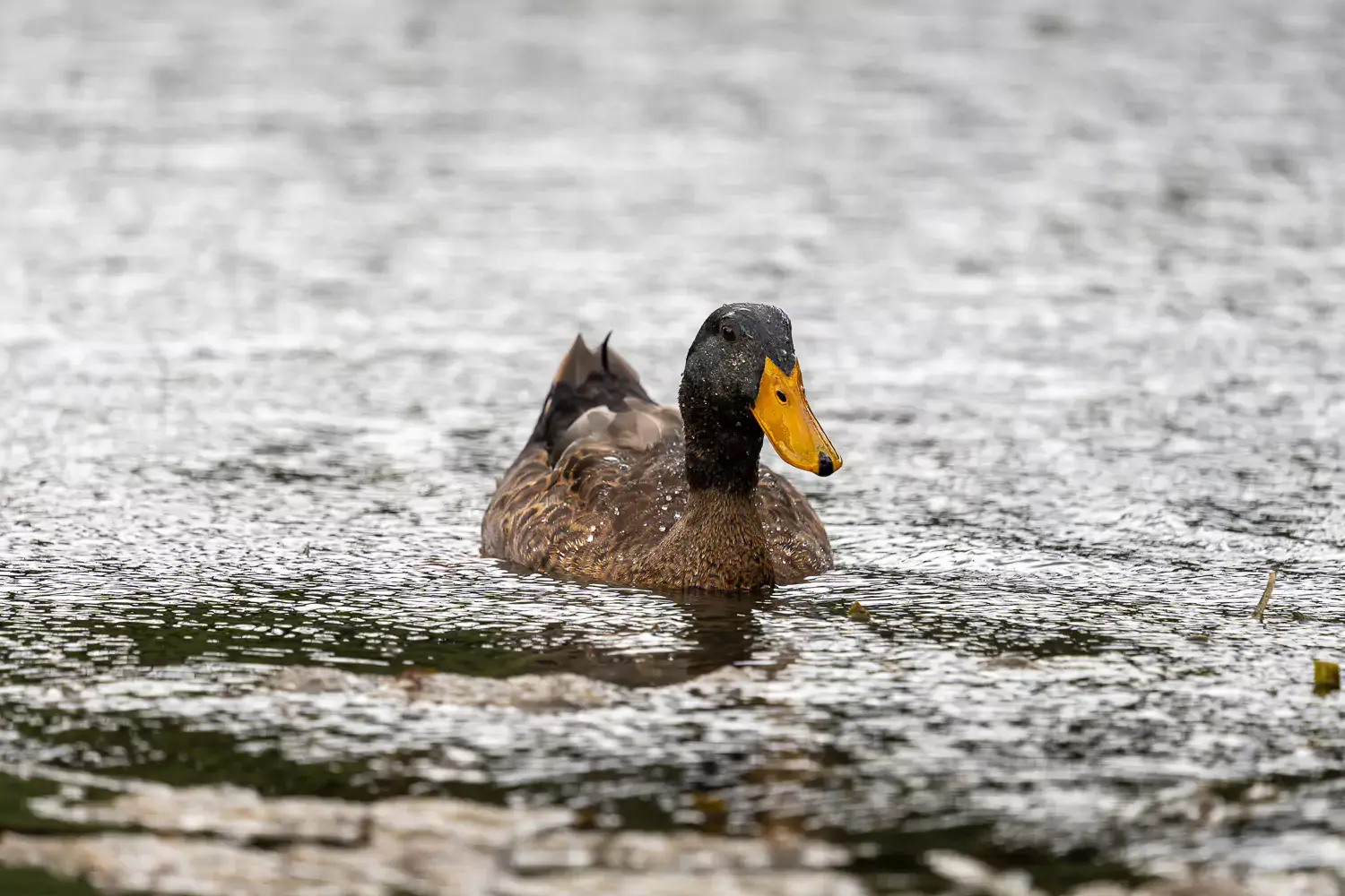 Wildlife photo of a duck on a lake taken with the Sigma 150-600mm lens, highlighting sharpness and bokeh at long focal lengths.